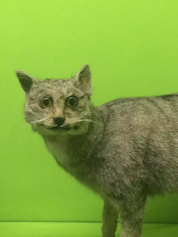 猛男大战帅小伙1069