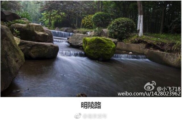 女明星杨幂