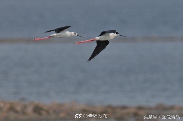 毛阿敏疯狂一级毛片