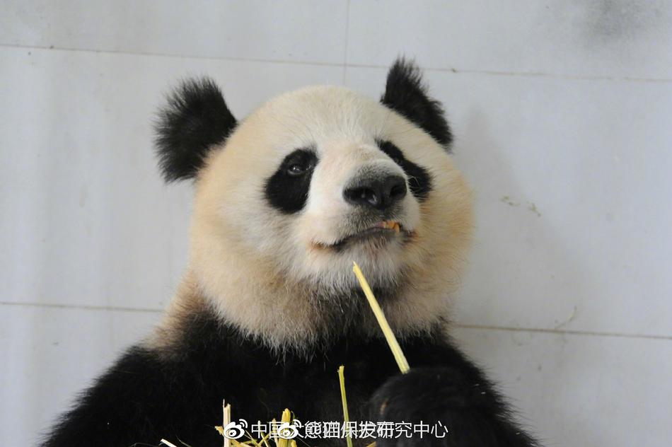 鞭打+玩弄+跪趴+调教+抹春药