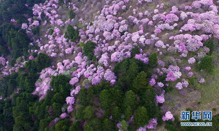 青草影视