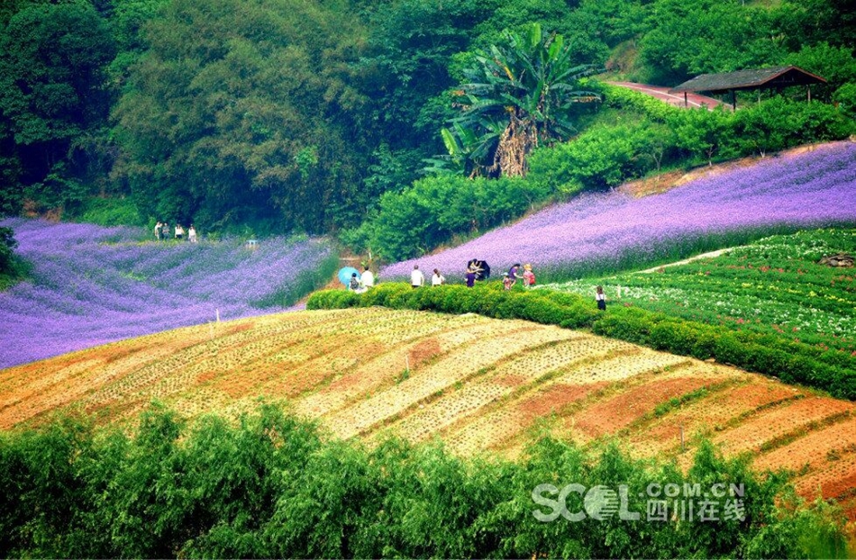 黄色三级三级中国