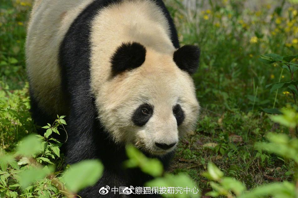 动漫黄A无码在线观看免费