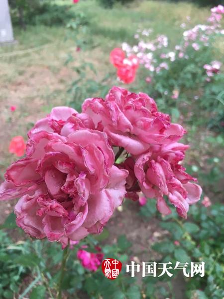 白丝校花 的隐私秘 撒尿