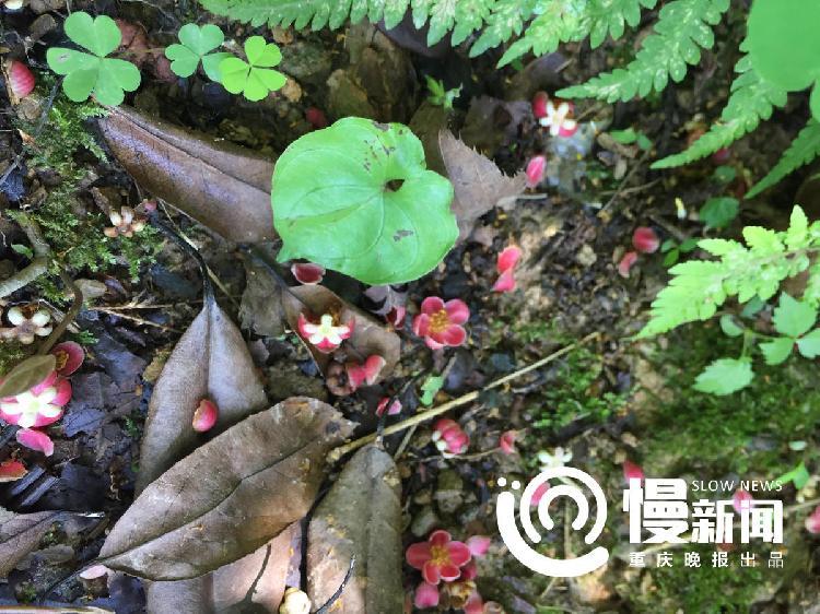 打开黄色视频就是网站