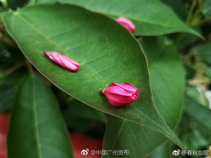 玩小雪跪趴把腿分到最大影视频