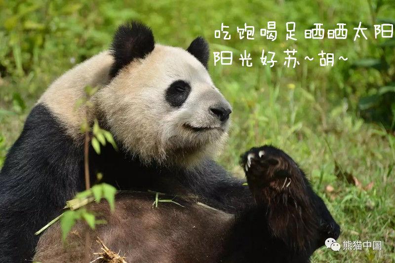 欧美video