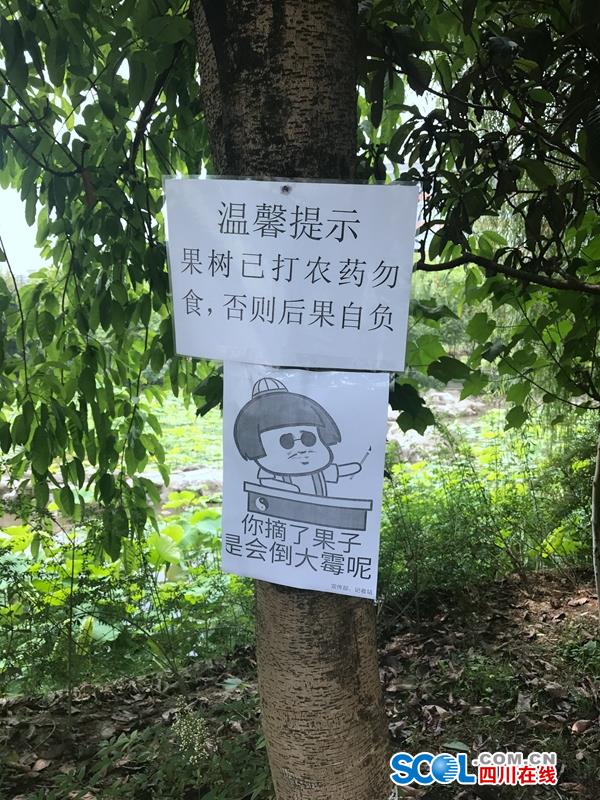 国产探花