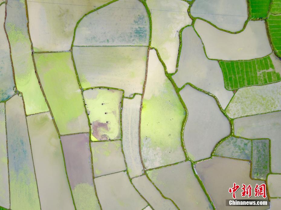 久久香蕉网