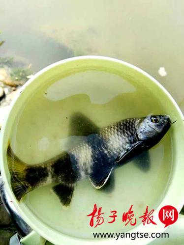 白丝小舞被 三天三夜