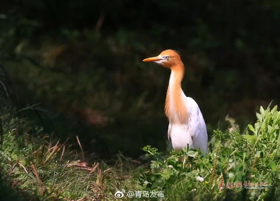 97成人做爰A片无遮挡直播