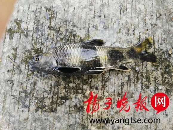 靠逼软件大全