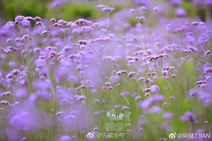 黄色网站App观看