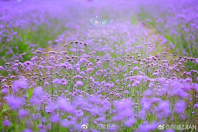91啪国产