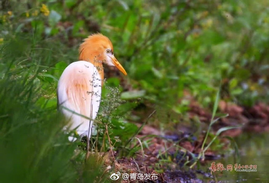 埃及猫黄化版本