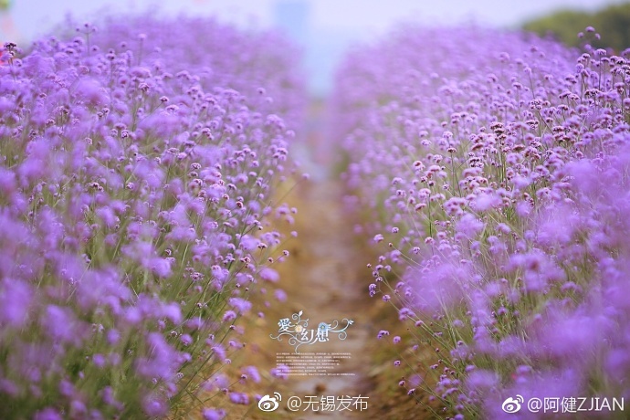 由來千歲