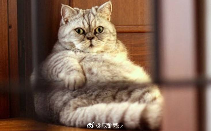 饅頭鮑