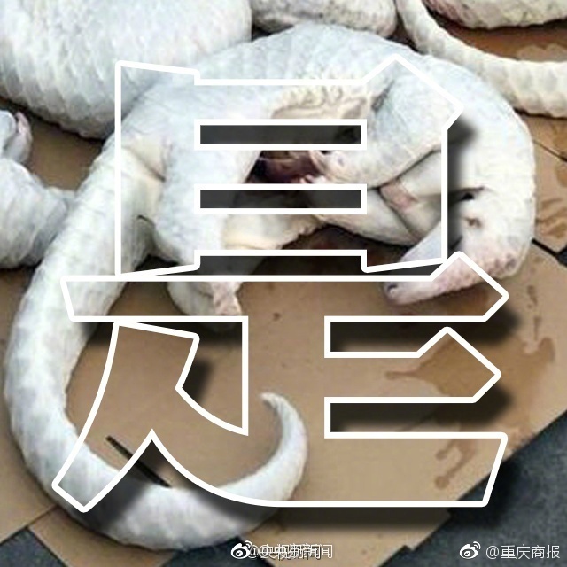 台湾美女口交