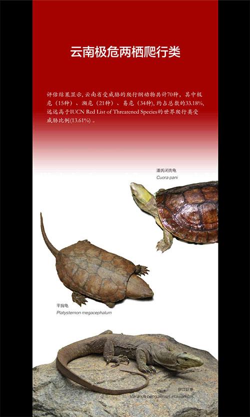 虎牙球王古阿扎