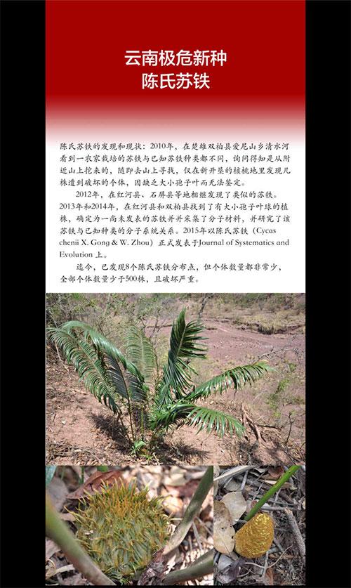 火影忍者井野