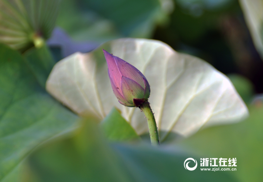 亲戚的娘子日逼片