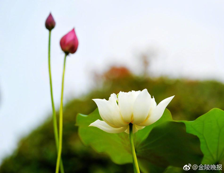 女性向