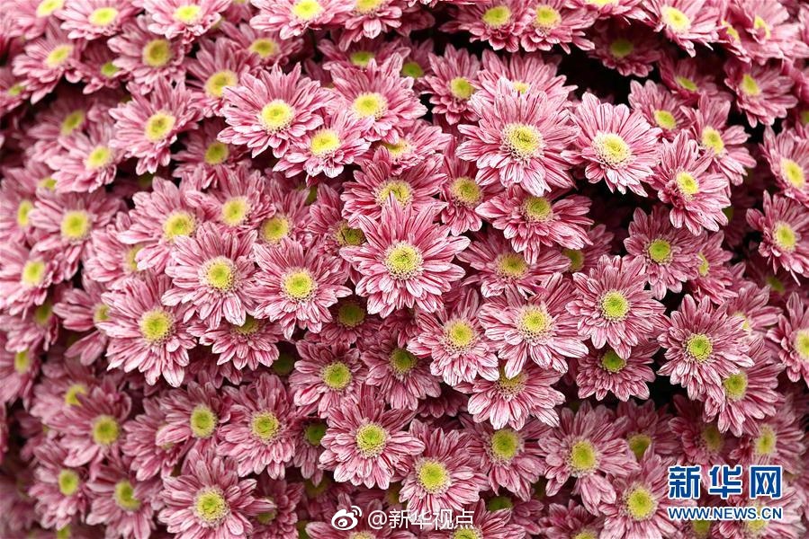 草莓秘 免费一区二区三区