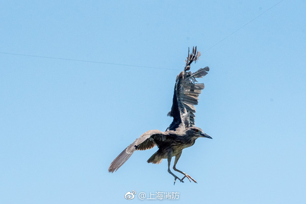 母子綜藝遊戲
