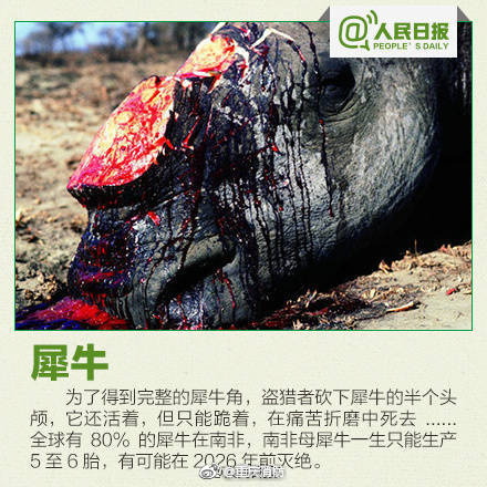 精品胖视频国产