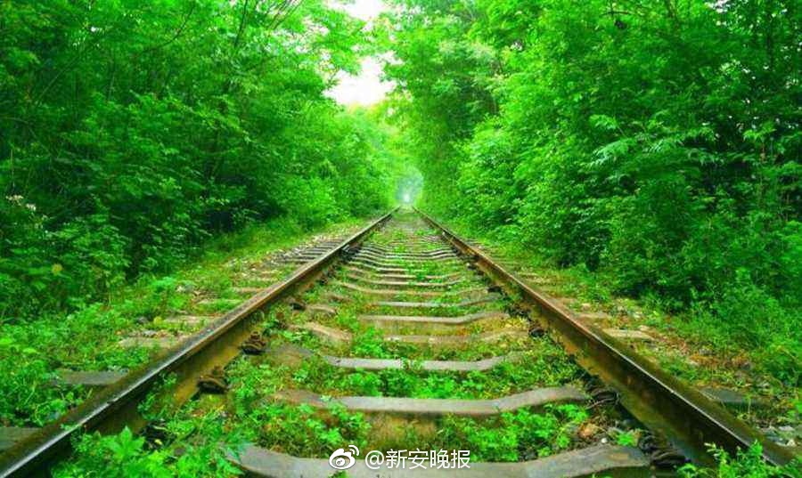 红楼直播