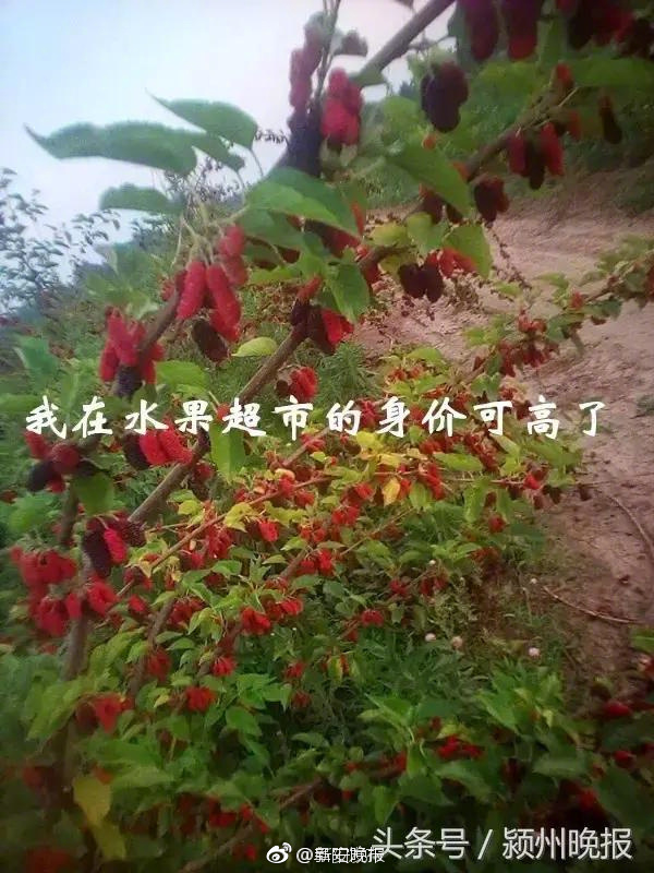 c逼软件