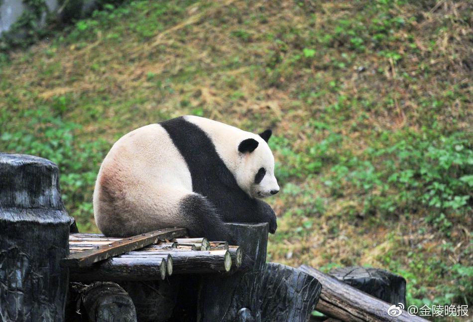 免费 黄色 影片
