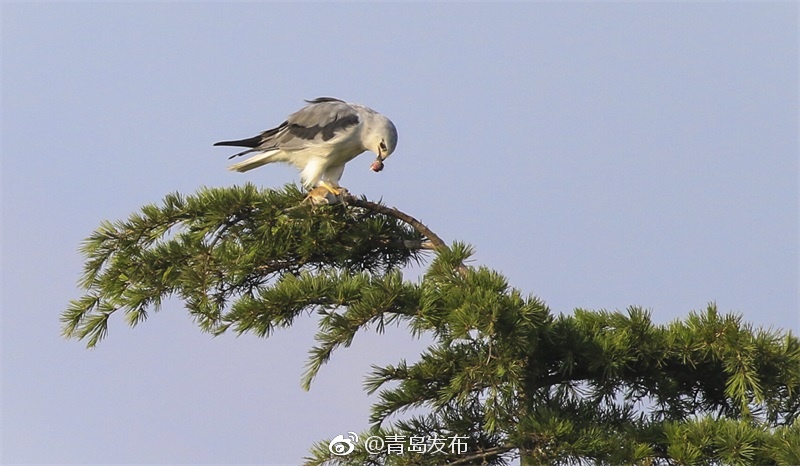 泰國網紅