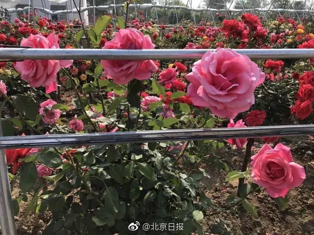国产A片
