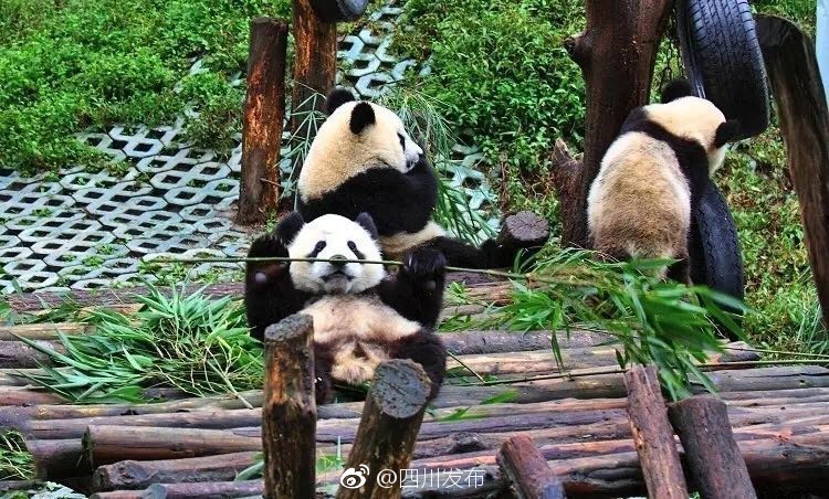 黄色电影一级