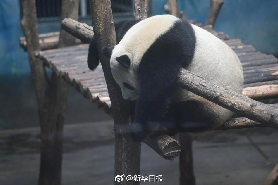 狼友在线视频