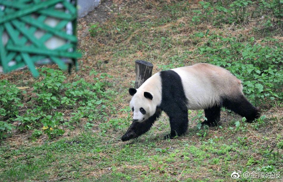 中国黄色大片