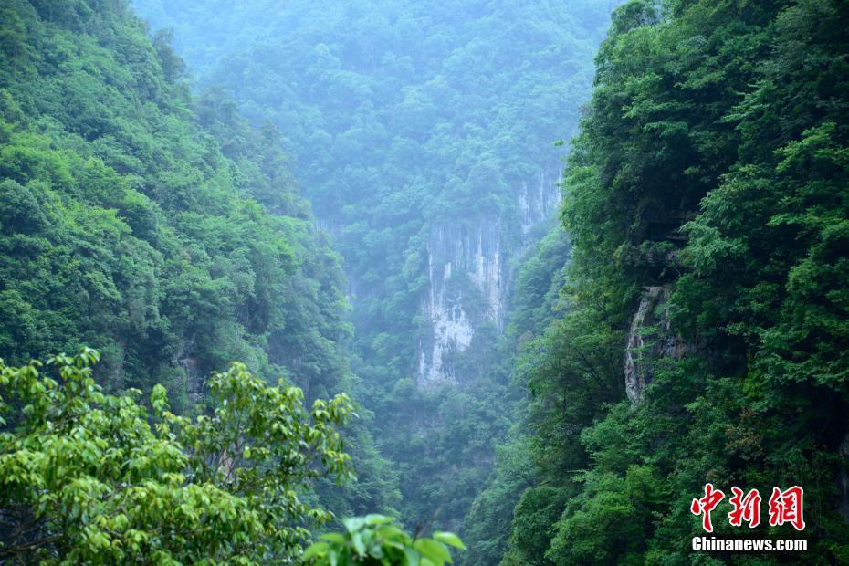 榴莲视频黄色