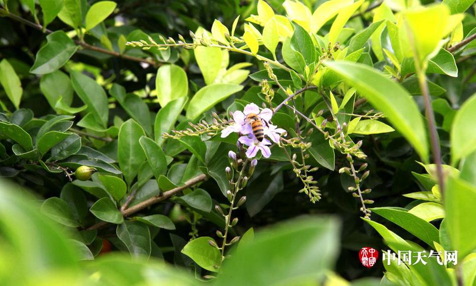 蓬莱仙山杨梵写真大全
