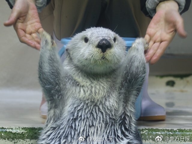 男女搞鸡