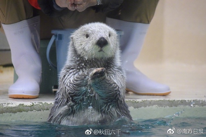 浓毛大泬特写pics