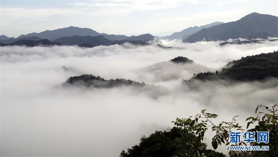 高清黄片