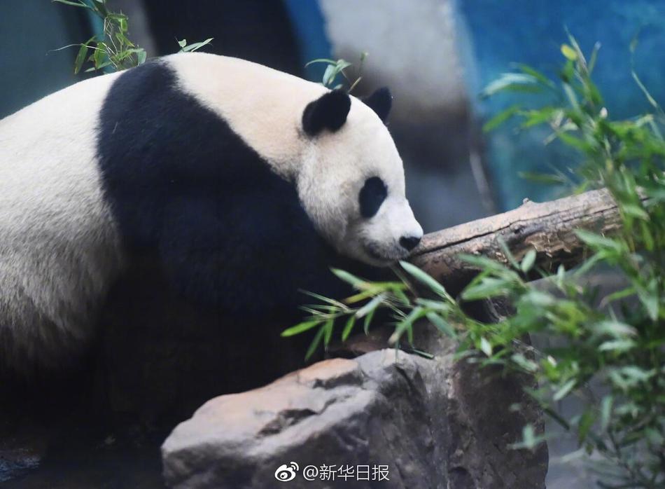 得到 巨大 乳房 吸