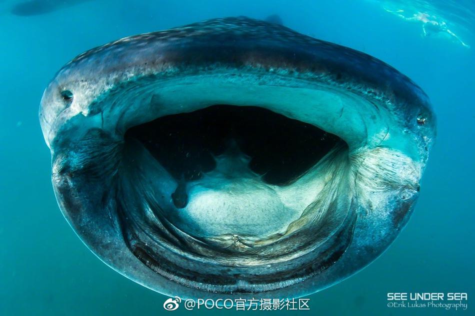 黄片随便看