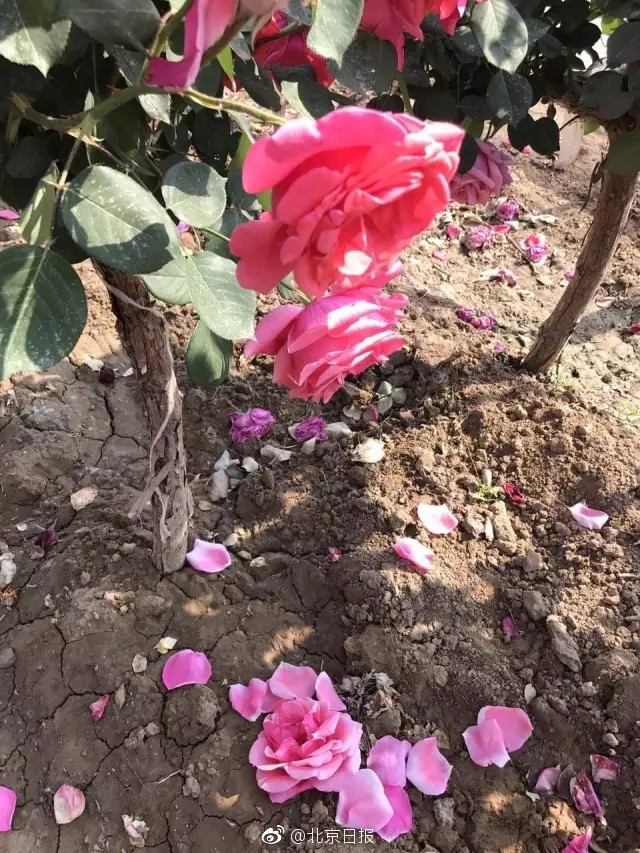 美女全裸