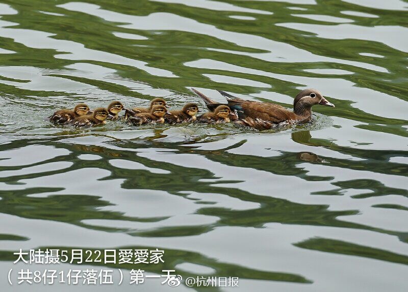 宮部涼花