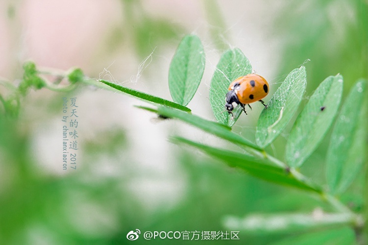 欧美在线三级
