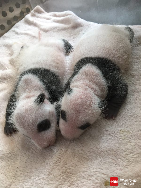 高清免费黄色无码