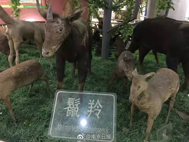看张柏芝下边毛毛