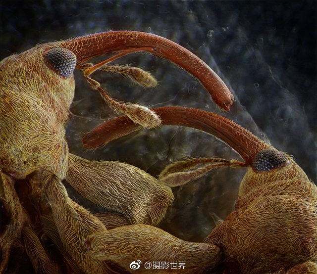 棚户区老肥熟69XX